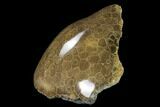 Polished Fossil Coral (Actinocyathus) - Morocco #136295-2